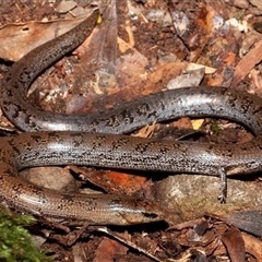 Coeranoscincus reticulatus at O'Reilly, QLD - 7 Jan 2009 05:10 PM