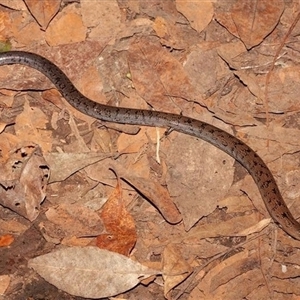 Coeranoscincus reticulatus at O'Reilly, QLD - 7 Jan 2009 05:10 PM