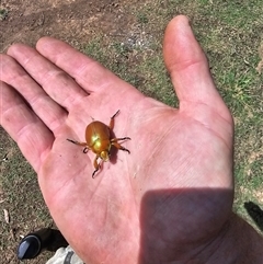 Anoplognathus sp. (genus) (Unidentified Christmas beetle) at Brownlow Hill, NSW - 19 Nov 2024 by Nathankeelan