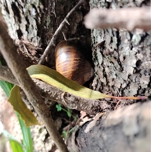 Cornu aspersum at Orangeville, NSW - 25 Nov 2024