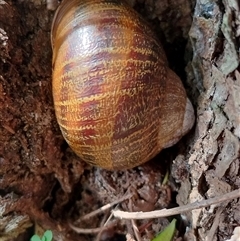 Cornu aspersum at Orangeville, NSW - 25 Nov 2024