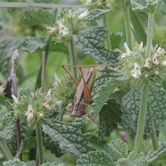 Conocephalus semivittatus (Meadow katydid) at Conder, ACT - 7 Jan 2024 by MichaelBedingfield