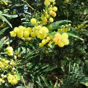 Acacia decurrens at Orangeville, NSW - 25 Nov 2024