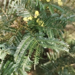 Acacia decurrens at Orangeville, NSW - 25 Nov 2024