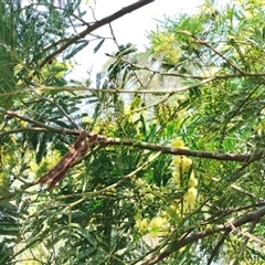 Acacia decurrens at Orangeville, NSW - 25 Nov 2024