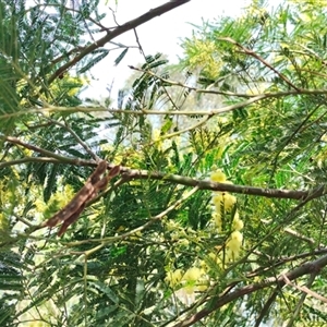 Acacia decurrens at Orangeville, NSW - 25 Nov 2024