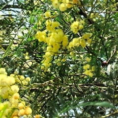 Acacia decurrens at Orangeville, NSW - 25 Nov 2024 09:01 AM