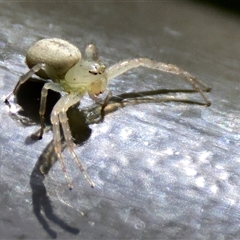 Thomisidae (family) (Unidentified Crab spider or Flower spider) at Acton, ACT - 25 Nov 2024 by Thurstan