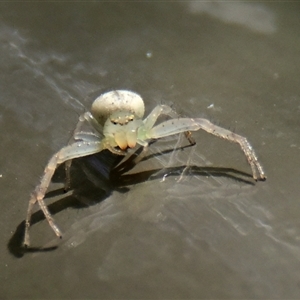 Thomisidae (family) at Acton, ACT - 25 Nov 2024 11:13 AM