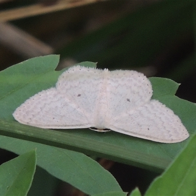 Scopula optivata (Varied Wave) at Conder, ACT - 7 Jan 2024 by MichaelBedingfield