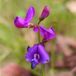 Swainsona brachycarpa at Ebor, NSW by Csteele4