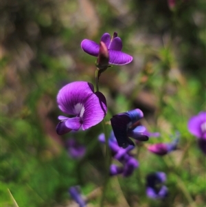 Swainsona brachycarpa at Ebor, NSW - 25 Nov 2024