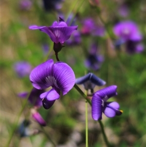 Swainsona brachycarpa at Ebor, NSW - 25 Nov 2024