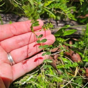 Swainsona brachycarpa at Ebor, NSW - 25 Nov 2024