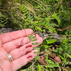 Swainsona brachycarpa at Ebor, NSW - 25 Nov 2024