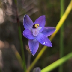 Thelymitra sp. (pauciflora complex) at Ebor, NSW - 25 Nov 2024 by Csteele4