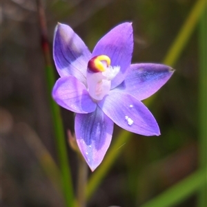 Thelymitra sp. (pauciflora complex) at Ebor, NSW - suppressed