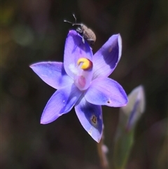 Thelymitra sp. (pauciflora complex) at Ebor, NSW - suppressed