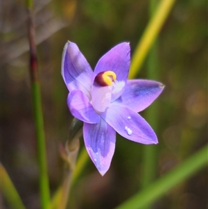 Thelymitra sp. (pauciflora complex) at Ebor, NSW - suppressed