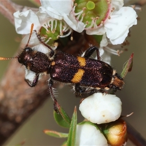 Eleale pulchra (Clerid beetle) at Moruya, NSW by LisaH