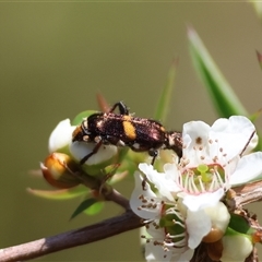 Eleale pulchra at Moruya, NSW - 21 Nov 2024