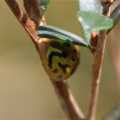 Paropsisterna obliterata (Obliterate Melaleuca Leaf Beetle) at Moruya, NSW - 8 Nov 2024 by LisaH