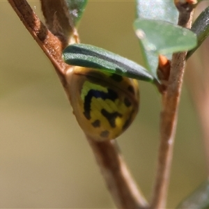 Paropsisterna obliterata (Obliterate Melaleuca Leaf Beetle) at Moruya, NSW by LisaH