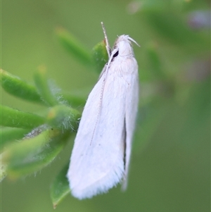 Zacorus carus at Moruya, NSW - 23 Nov 2024