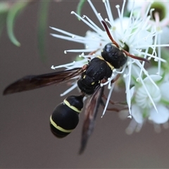 Unidentified Wasp (Hymenoptera, Apocrita) at Moruya, NSW - 23 Nov 2024 by LisaH