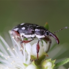 Aoplocnemis sp. (genus) (A weevil) at Moruya, NSW - 23 Nov 2024 by LisaH