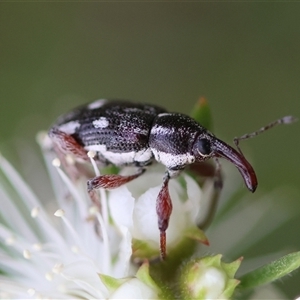 Aoplocnemis sp. (genus) at Moruya, NSW - 23 Nov 2024