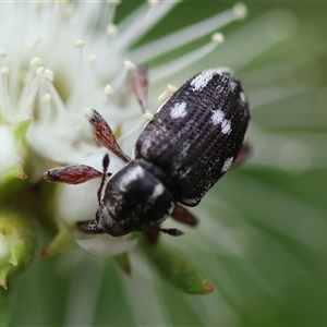 Aoplocnemis sp. (genus) at Moruya, NSW - 23 Nov 2024