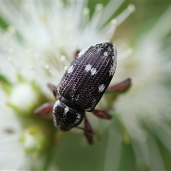 Aoplocnemis sp. (genus) at Moruya, NSW - 23 Nov 2024