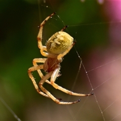 Araneus hamiltoni at Acton, ACT - 24 Nov 2024 by Thurstan