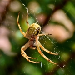 Araneus hamiltoni at Acton, ACT - 25 Nov 2024 10:56 AM