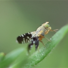 Spathulina acroleuca (A seed fly) at Moruya, NSW - 23 Nov 2024 by LisaH