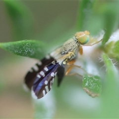 Spathulina acroleuca at Moruya, NSW - suppressed