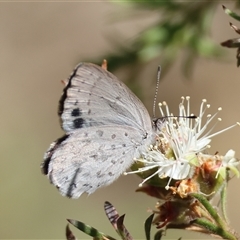 Erina hyacinthina (Varied Dusky-blue) at Moruya, NSW - 22 Nov 2024 by LisaH