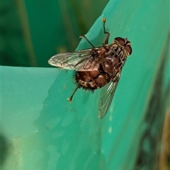 Unidentified Bristle Fly (Tachinidae) at Page, ACT - 24 Nov 2024 by CattleDog