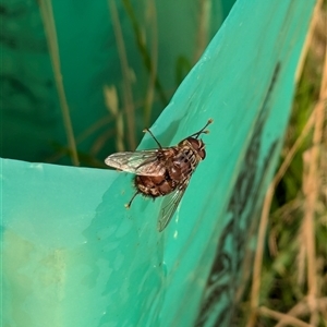 Rutilia (Rutilia) setosa at Page, ACT - 25 Nov 2024