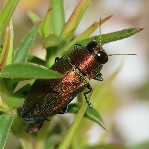 Torresita cuprifera (Jewel beetle) at Moruya, NSW by LisaH