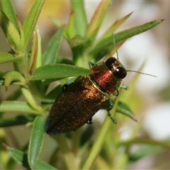 Torresita cuprifera at suppressed - suppressed