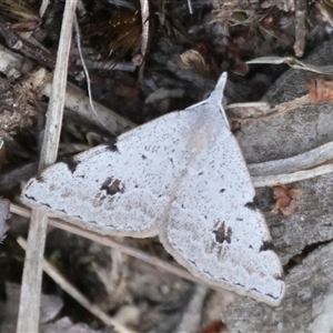 Dichromodes estigmaria at Moruya, NSW - suppressed