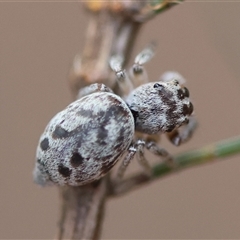 Opisthoncus sp. (genus) at Moruya, NSW - 22 Nov 2024 by LisaH