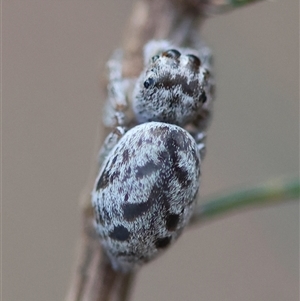 Opisthoncus sp. (genus) at Moruya, NSW - suppressed