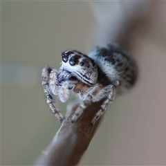 Opisthoncus sp. (genus) at Moruya, NSW - suppressed