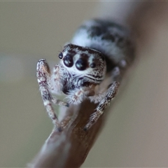 Opisthoncus sp. (genus) at Moruya, NSW - suppressed