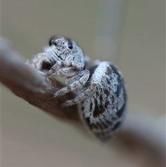 Opisthoncus sp. (genus) at Moruya, NSW - suppressed