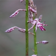 Dipodium variegatum (Blotched Hyacinth Orchid) at Moruya, NSW - 22 Nov 2024 by LisaH