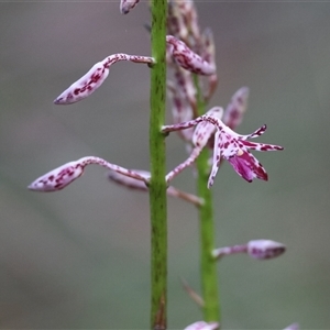 Dipodium variegatum at Moruya, NSW - 22 Nov 2024